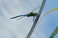 	A6181	 dlo krlovsk (Anax imperator)