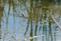 	A6183	 dlo krlovsk (Anax imperator)
