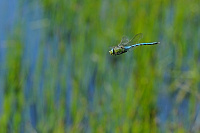 	A6727	 dlo krlovsk (Anax imperator)