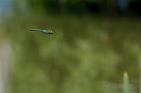 b2040 dlo krlovsk (Anax imperator)