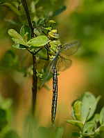 c0710. dlo krlovsk (Anax imperator)