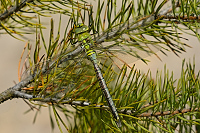 c0746. dlo krlovsk (Anax imperator)