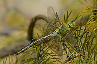 c0752. dlo krlovsk (Anax imperator)