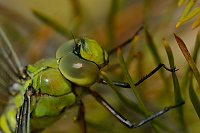 c0790. dlo krlovsk (Anax imperator)
