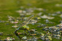 c2568. dlo krlovsk (Anax imperator)