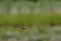 c3316. dlo krlovsk (Anax imperator)