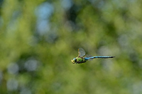 c4790. dlo krlovsk (Anax imperator)
