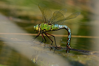 c5673. dlo krlovsk (Anax imperator)