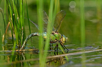 c5957. dlo krlovsk (Anax imperator)