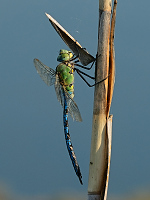 c6014. dlo krlovsk (Anax imperator)