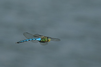 c6023. dlo krlovsk (Anax imperator)
