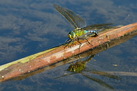 f1646. dlo krlovsk (Anax imperator)