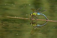 f1658. dlo krlovsk (Anax imperator)