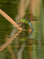 f1666. dlo krlovsk (Anax imperator)