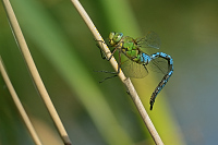g1704. dlo krlovsk (Anax imperator)