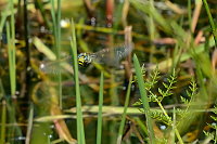 f0199. dlo lun (Brachytron pratense)