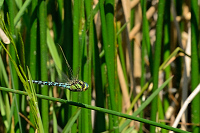 f0220. dlo lun (Brachytron pratense)