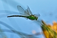 	6829.	 dlo modr (Aeshna cyanea)