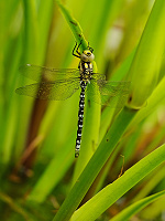 	A1384	 dlo modr (Aeshna cyanea)