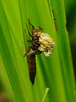 	A1395	 dlo modr (Aeshna cyanea)