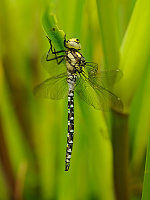 	A1436	 dlo modr (Aeshna cyanea)