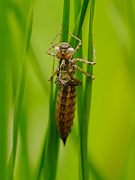 	A1442	 dlo modr (Aeshna cyanea)