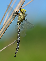 b2639 dlo modr (Aeshna cyanea)