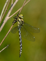 b2646 dlo modr (Aeshna cyanea)