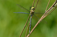 b2657 dlo modr (Aeshna cyanea)