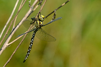 b2675 dlo modr (Aeshna cyanea)