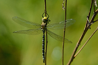 b2686 dlo modr (Aeshna cyanea)