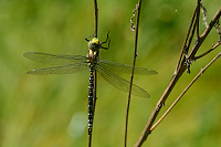b2691 dlo modr (Aeshna cyanea)