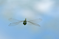 b5811 dlo modr (Aeshna cyanea)