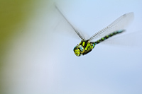 b5822 dlo modr (Aeshna cyanea)