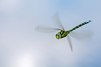 b5824 dlo modr (Aeshna cyanea)