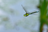 b5827 dlo modr (Aeshna cyanea)