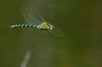 b5832 dlo modr (Aeshna cyanea)