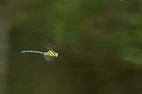 b5834 dlo modr (Aeshna cyanea)