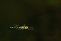 b5837 dlo modr (Aeshna cyanea)