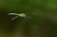 b6051 dlo modr (Aeshna cyanea)