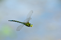 b6142 dlo modr (Aeshna cyanea)
