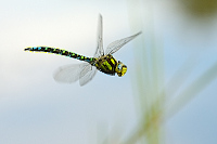 b6238 dlo modr (Aeshna cyanea)