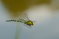 b6248 dlo modr (Aeshna cyanea)