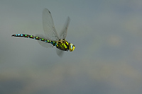 b6271 dlo modr (Aeshna cyanea)