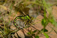 b6313 dlo modr (Aeshna cyanea)