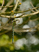 b7068 dlo modr (Aeshna cyanea)
