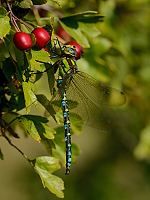 b7258 dlo modr (Aeshna cyanea)
