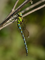 b7312 dlo modr (Aeshna cyanea)
