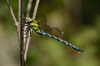 b7329 dlo modr (Aeshna cyanea)