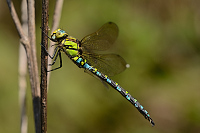 b7420 dlo modr (Aeshna cyanea)
